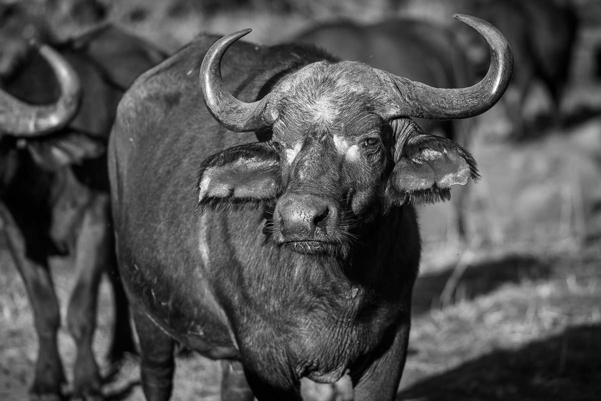 03Mike Palmer Buffalo Female 03Mike Palmer Buffalo Female