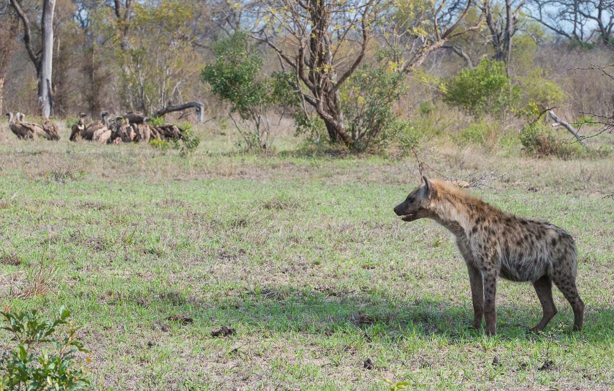 03Terry Ennever Ww Hyenas2 03Terry Ennever Ww Hyenas2