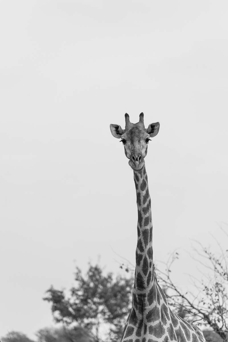 06Mike Palmer Giraffe 06Mike Palmer Giraffe