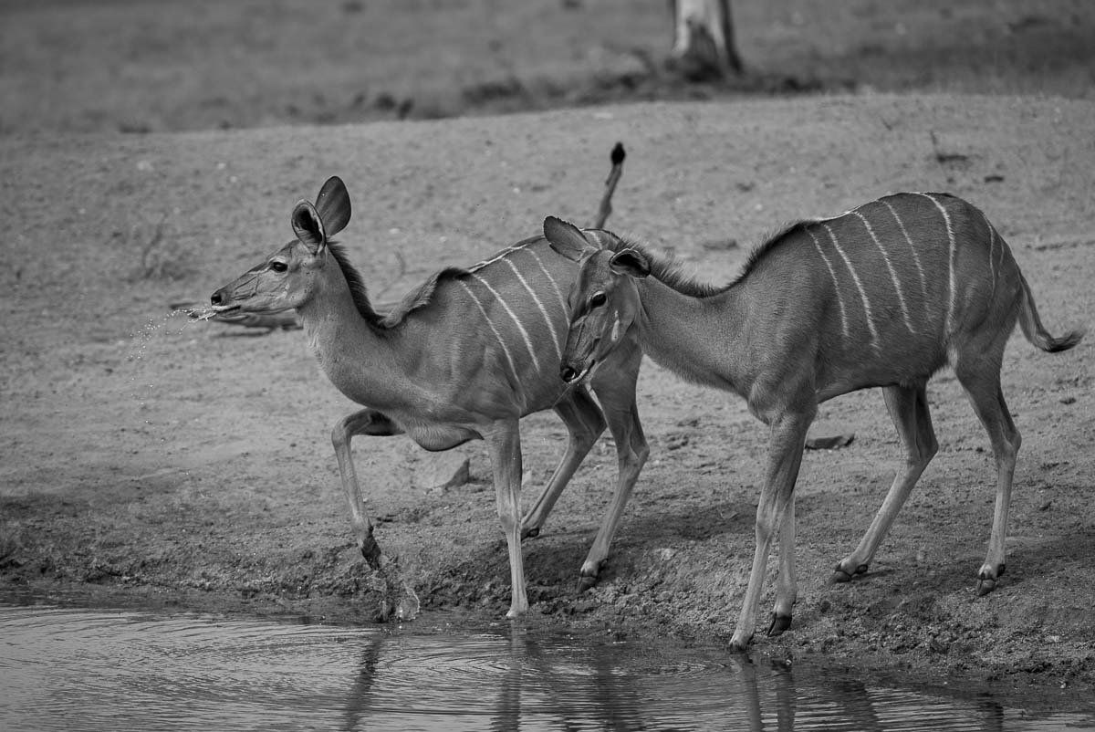 07Mike Palmer Kudu 07Mike Palmer Kudu