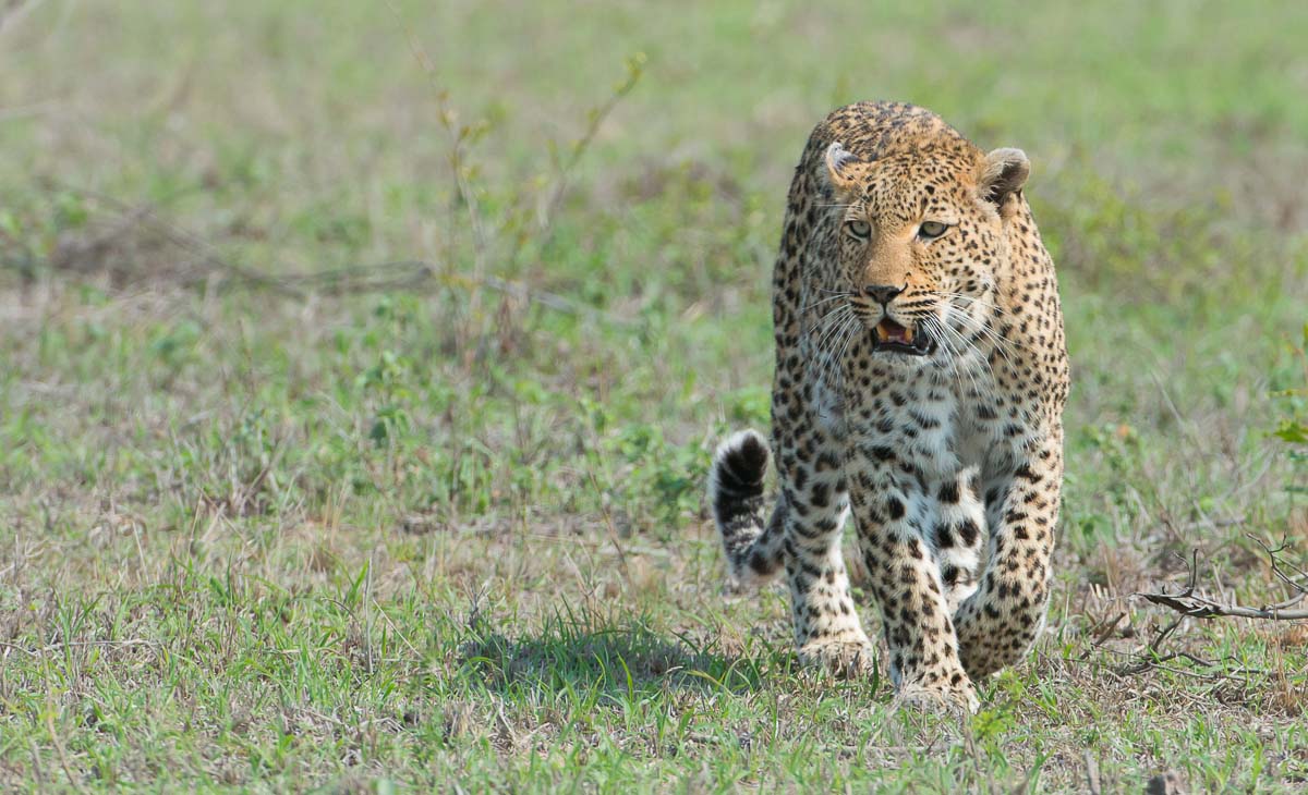 11Terry Ennever Ww Hyenas18 11Terry Ennever Ww Hyenas18