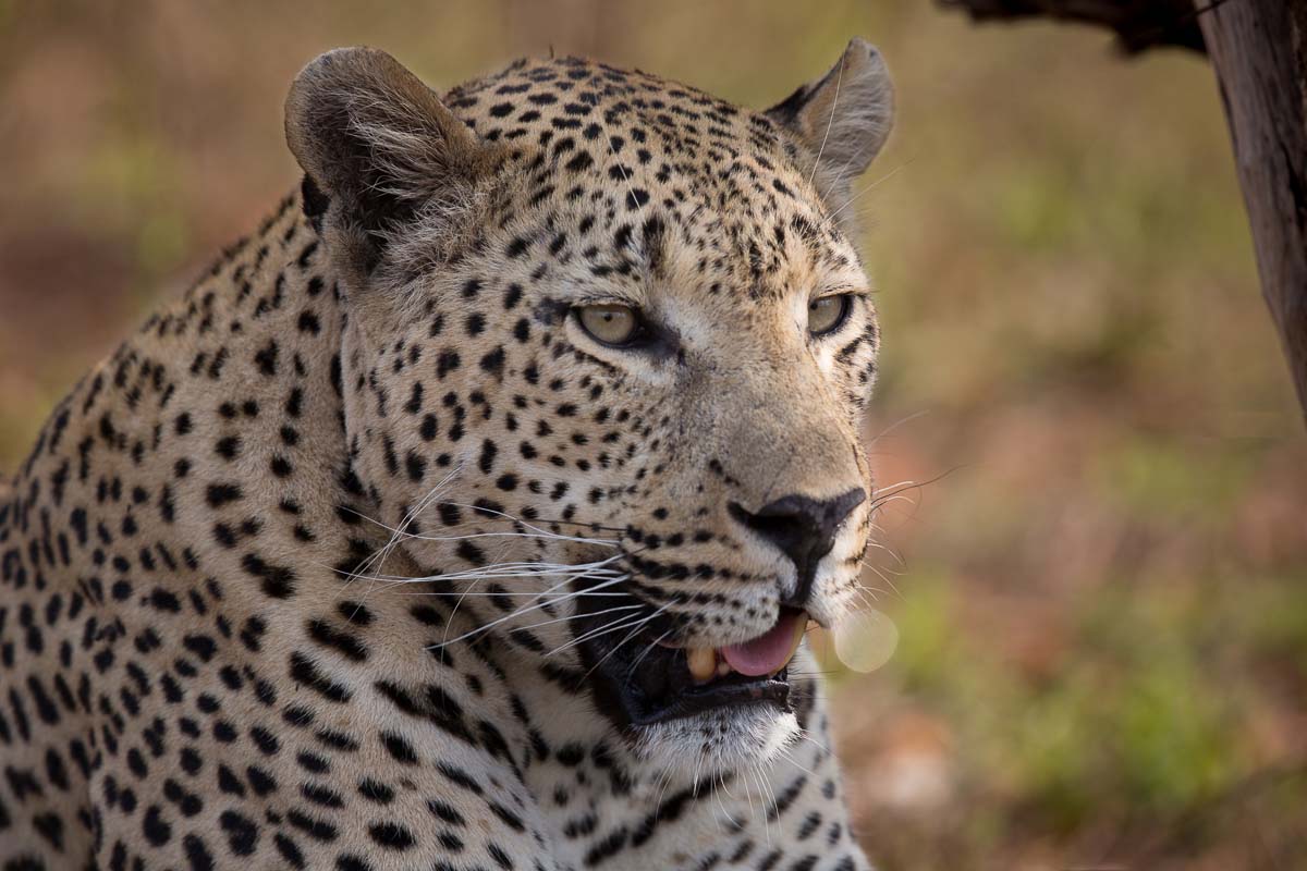 14Pravir Patel Leopard02 14Pravir Patel Leopard02