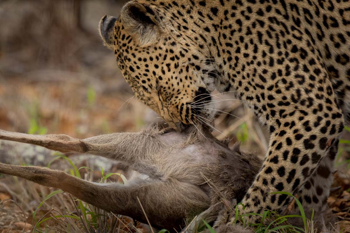 14Pravir Patel Lisbon02 120915