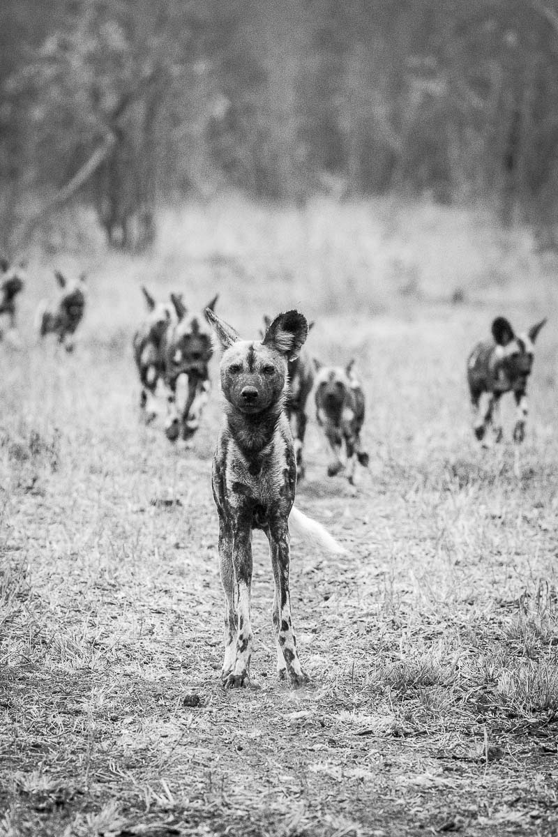 16Kyle Sabi Sands WD 4