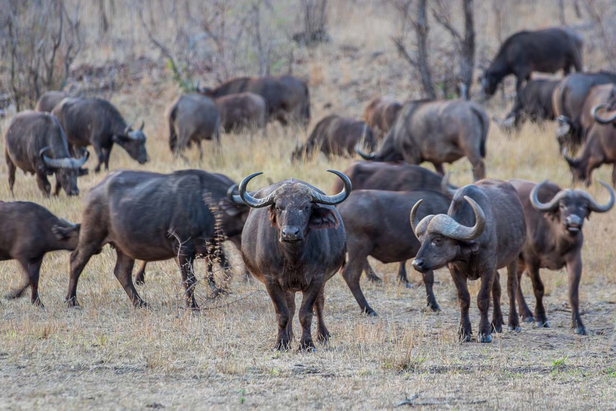 19Pravir Patel Buffalo01 19Pravir Patel Buffalo01