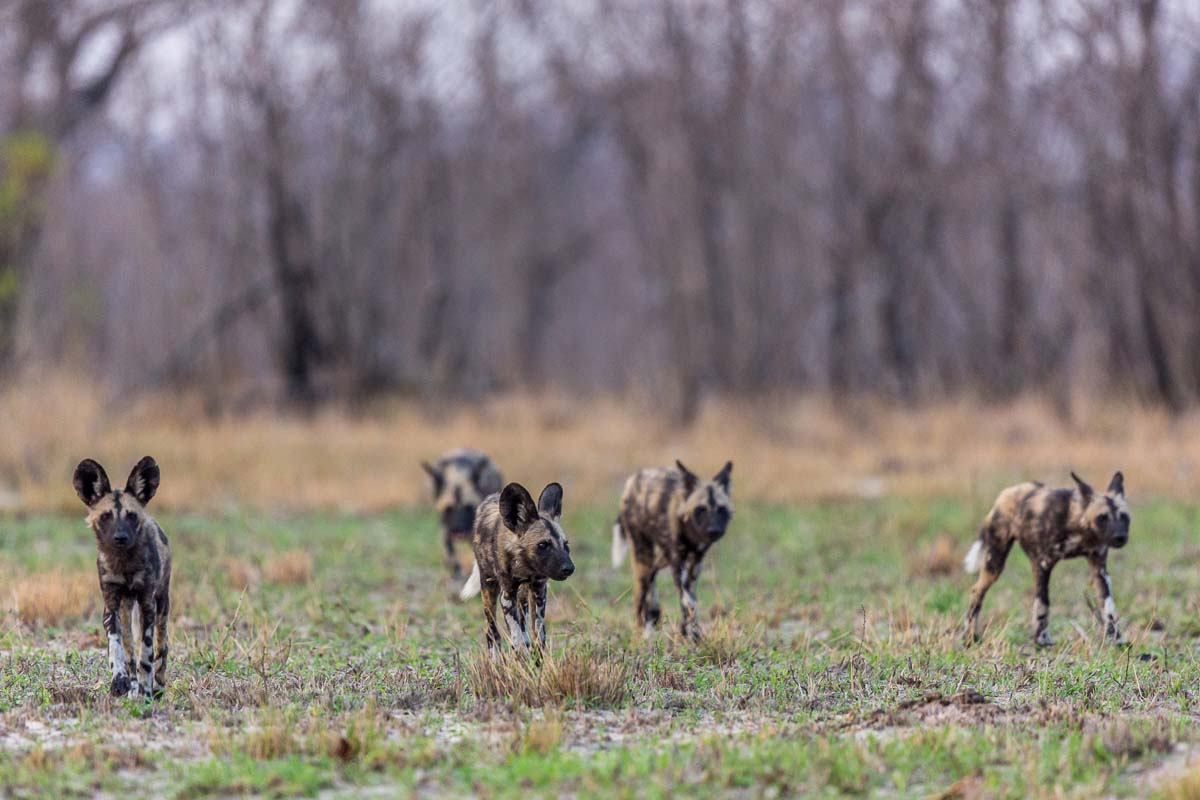 20Pravir Patel Wild Dog02 20Pravir Patel Wild Dog02