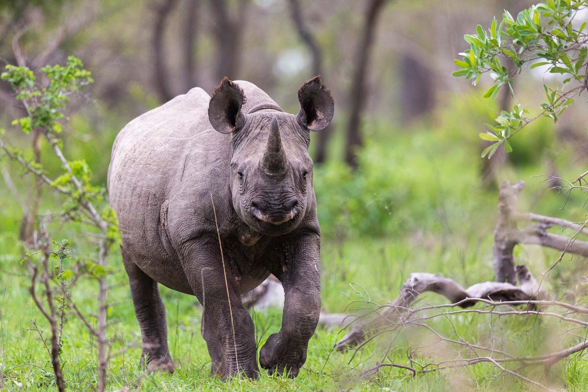 24Pravir Patel Rhino02