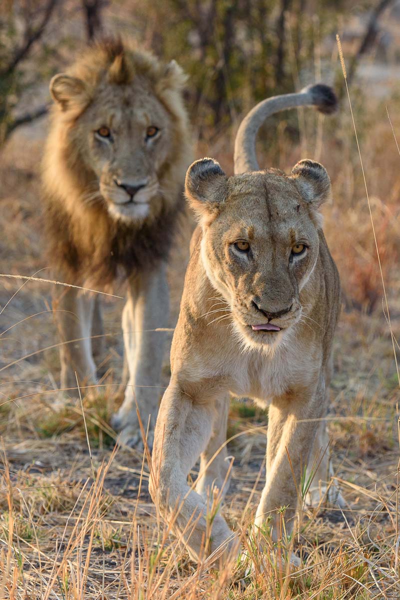 Mike Palmer Mating Pair 250815 1