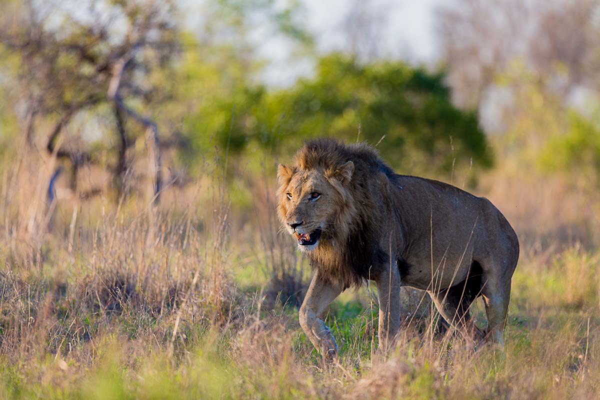 01Pravir Patel Lion01 260915 01Pravir Patel Lion01 260915