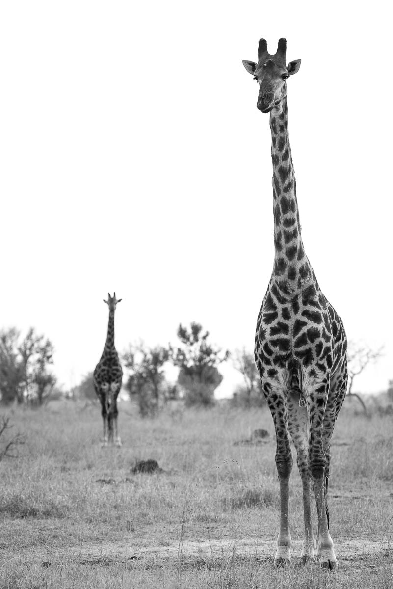 04Mike Palmer Giraffe Pair 04Mike Palmer Giraffe Pair