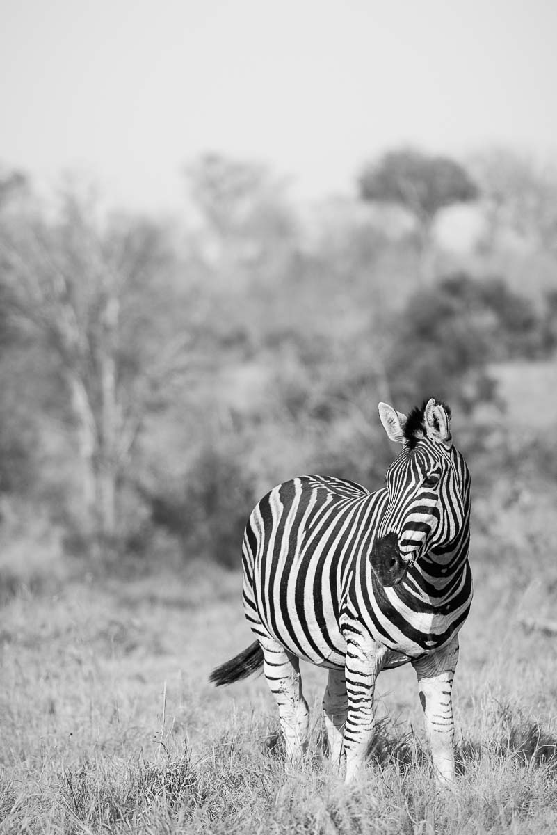 05Mike Palmer Zebra Copy 05Mike Palmer Zebra Copy