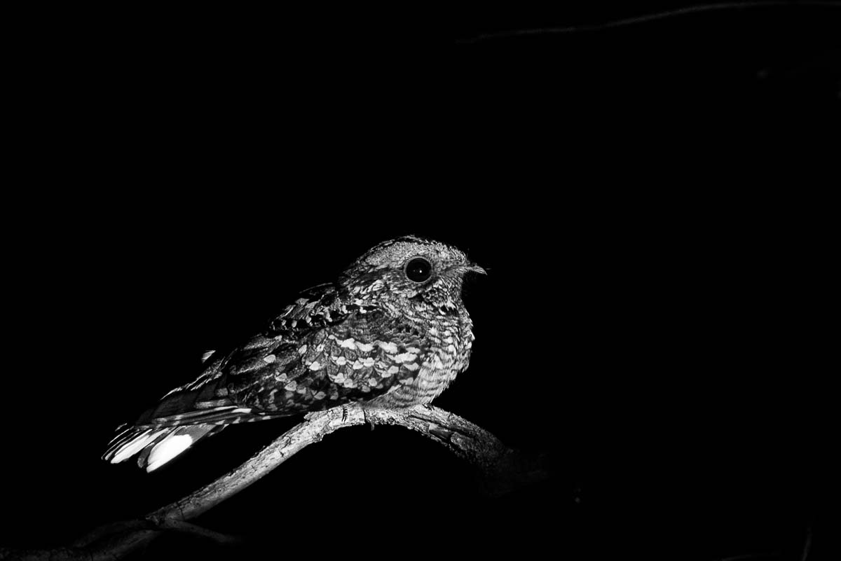 06Mike Palmer Nightjar 06Mike Palmer Nightjar