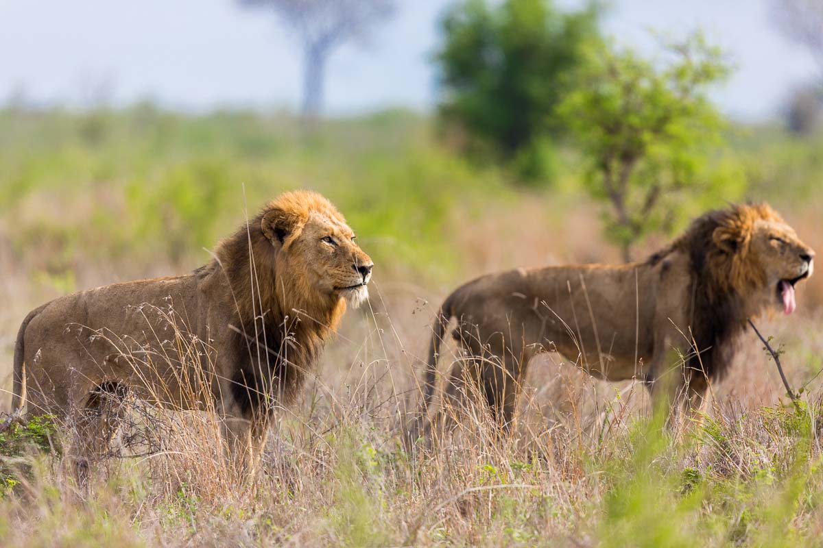 06Pravir Patel Lion01 290915 06Pravir Patel Lion01 290915