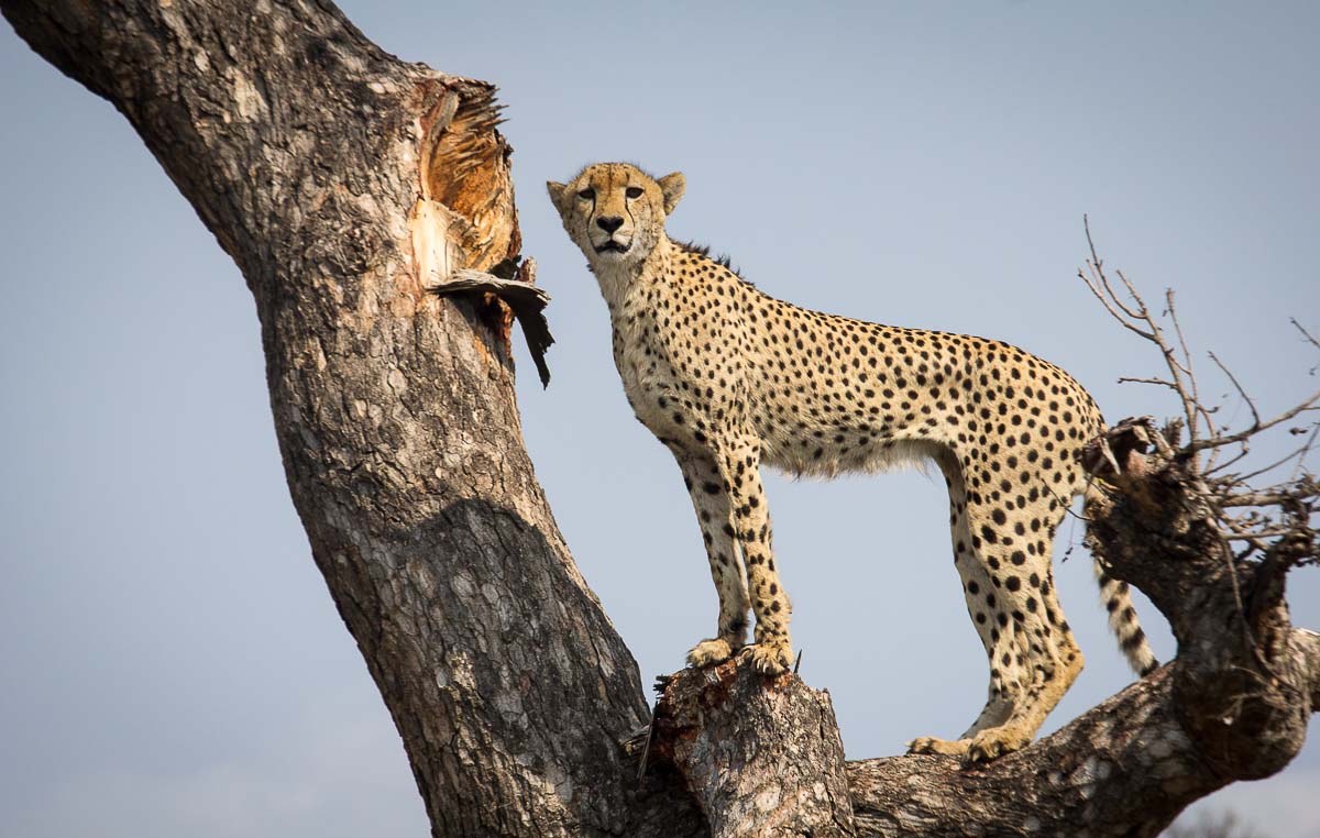 07Cheetah 07Cheetah