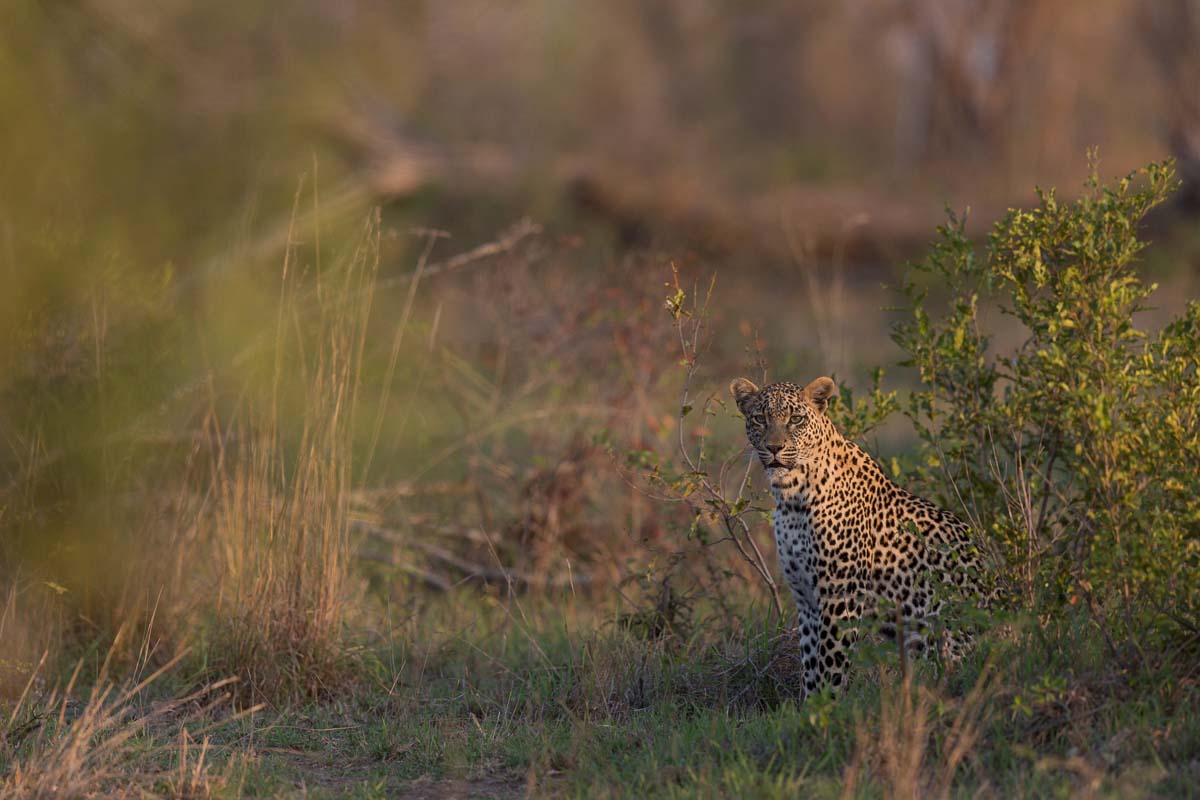 07Pravir Patel Leopard02 240915