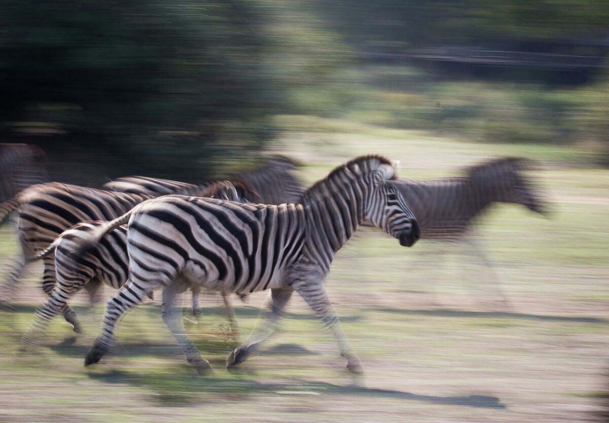 08Blog Zebra 08Blog Zebra