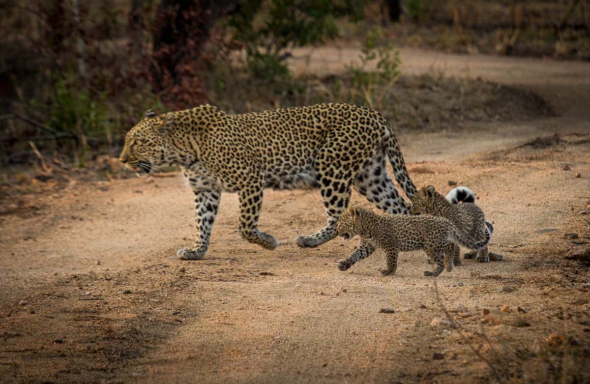 01Kosie Lategan Lbc Cub1 01Kosie Lategan Lbc Cub1