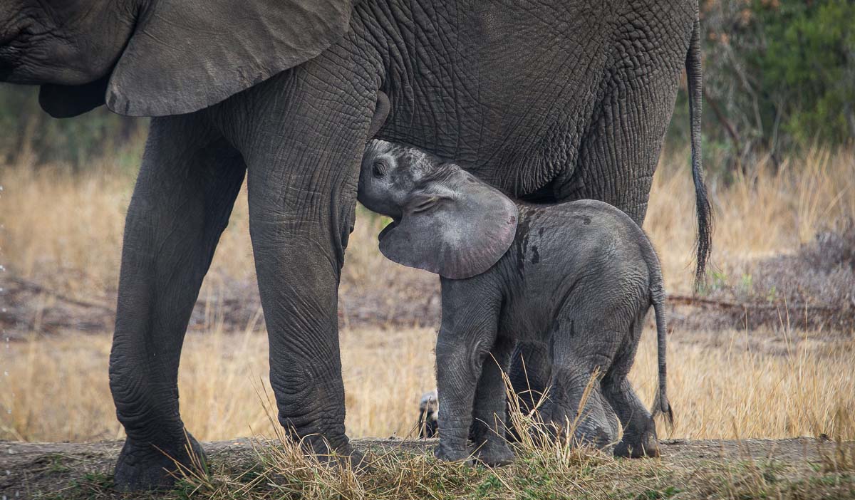 02Kosie Lategan Eli4