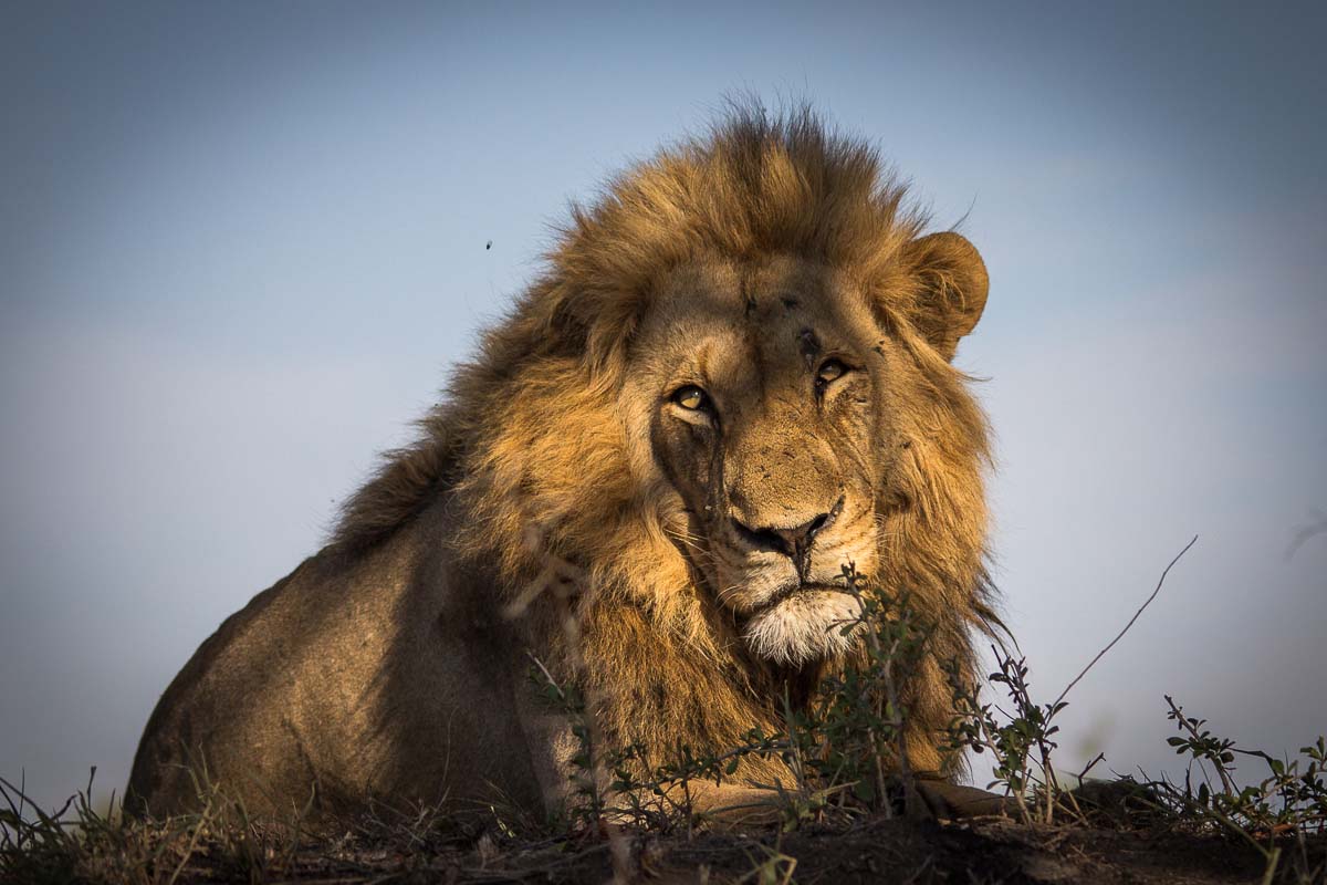 04Franscois Rosslee Charlston1