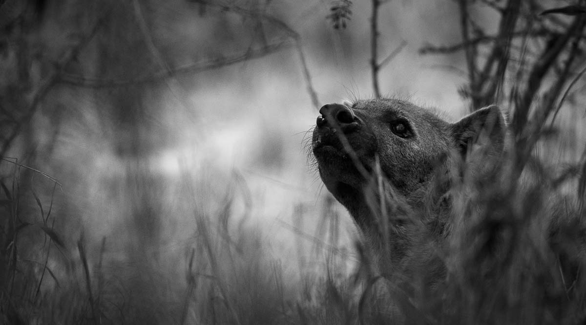 05Mike Palmer SP Hyena2 180915 05Mike Palmer SP Hyena2 180915