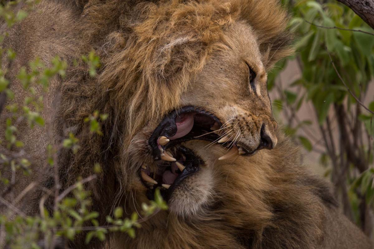 19Pravir Patel Lion02 191115 19Pravir Patel Lion02 191115