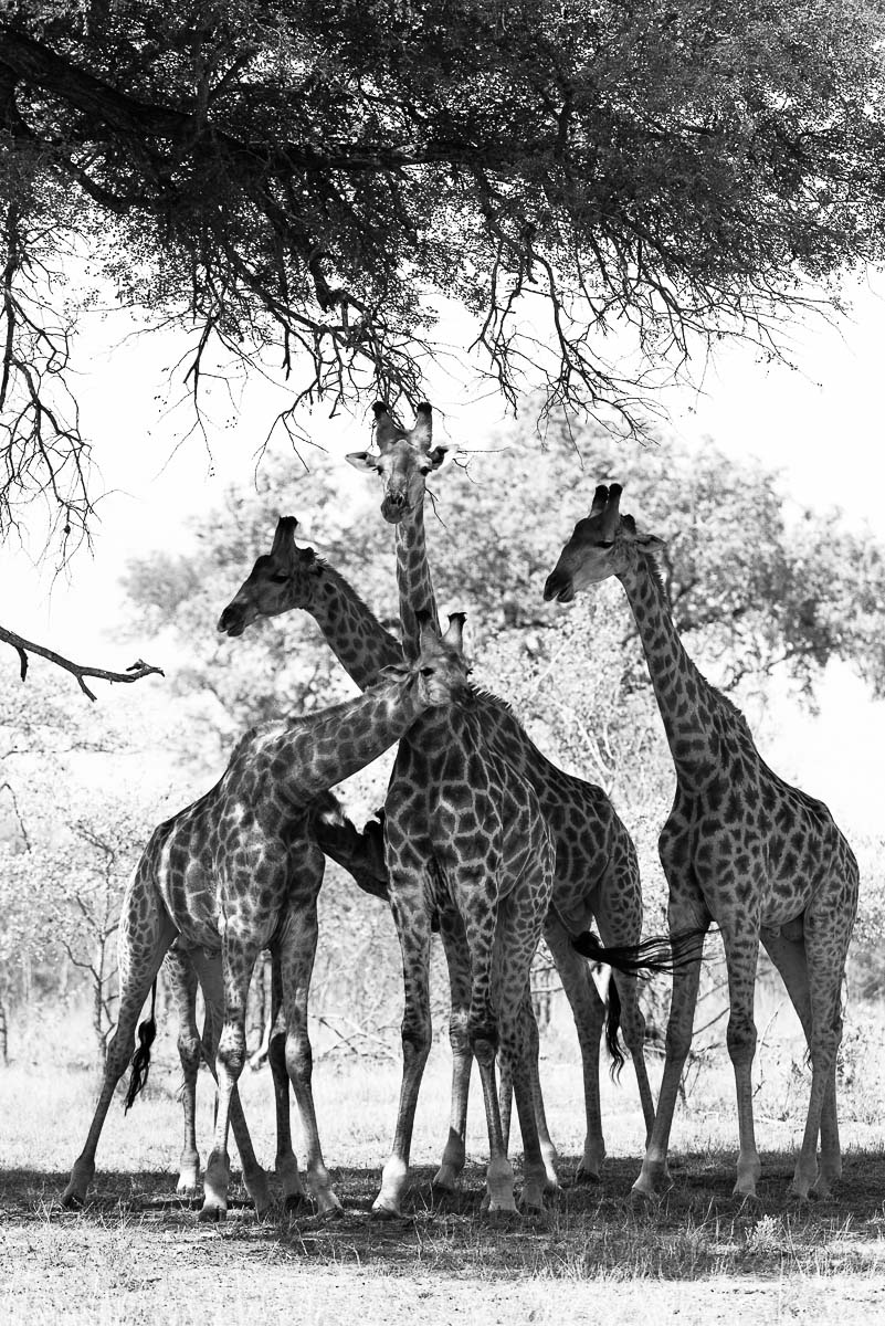 02Mike Palmer Giraffes 02Mike Palmer Giraffes