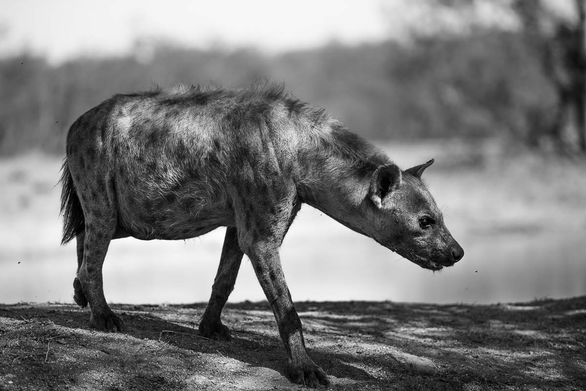 04Mike Palmer Hyena 071115 04Mike Palmer Hyena 071115