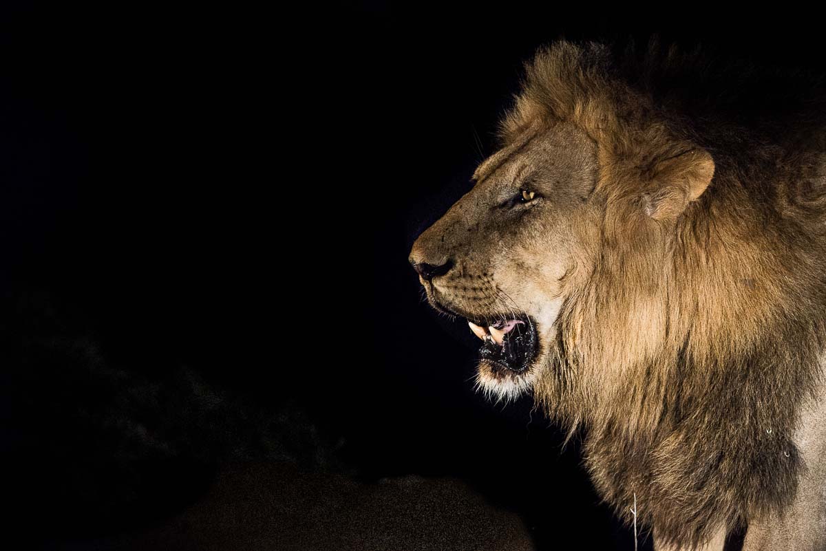 05Grant Rodewijk Lion01