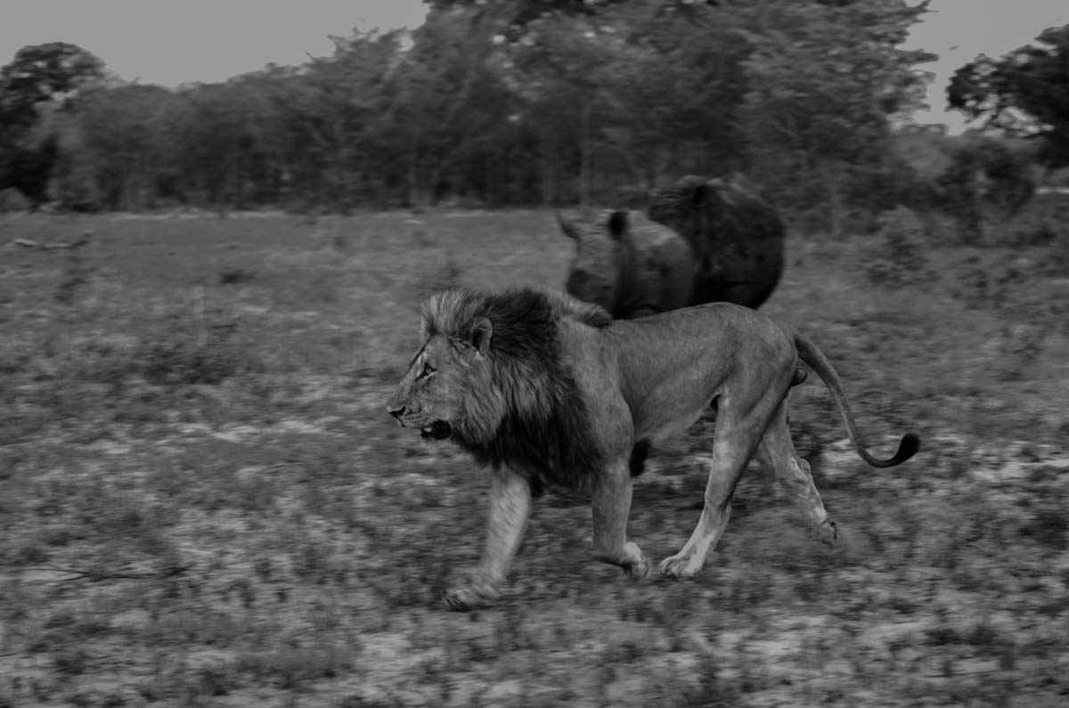 06Mike Laubscher Lion03 06Mike Laubscher Lion03
