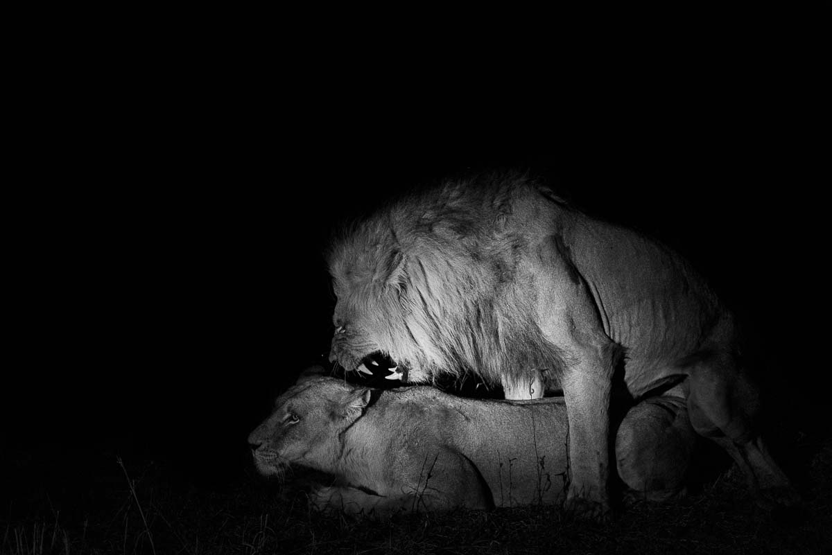 08Mike Palmer Lions Mating 200915 08Mike Palmer Lions Mating 200915