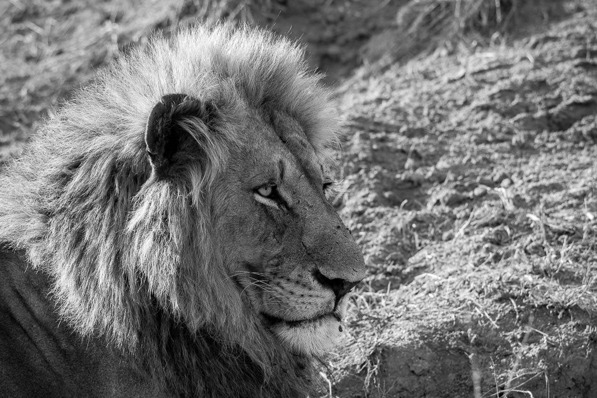 09Franscois Rosslee Charlston3