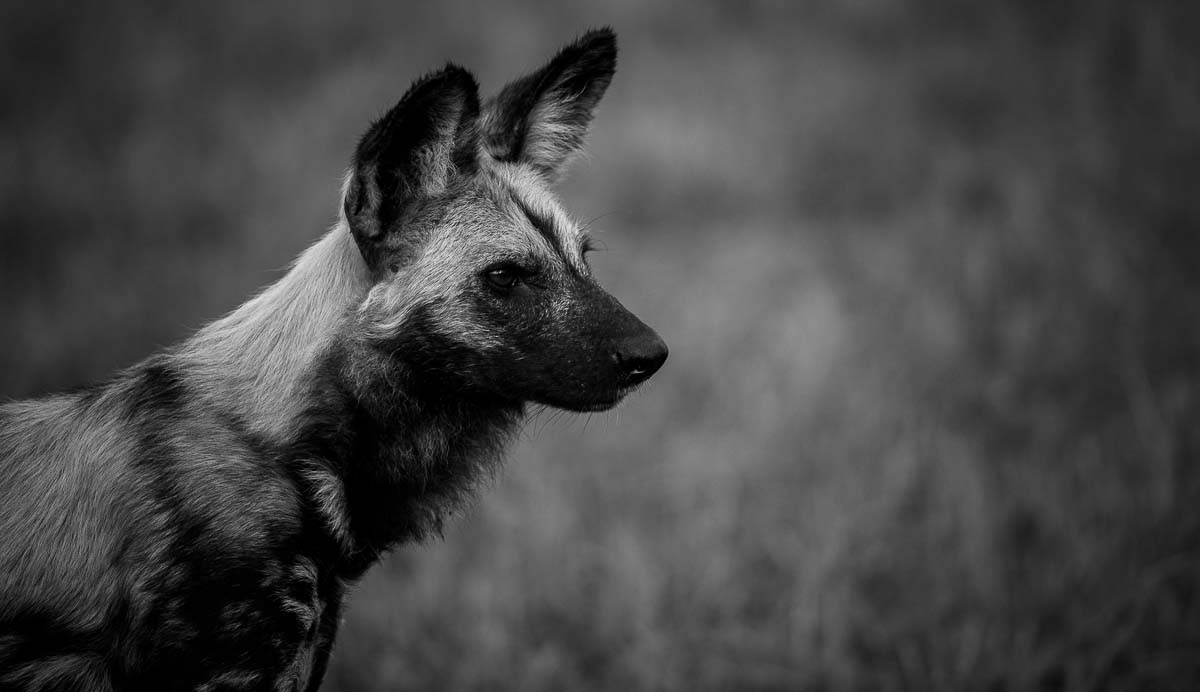 09Mike Palmer Wild Dog2 230915 09Mike Palmer Wild Dog2 230915