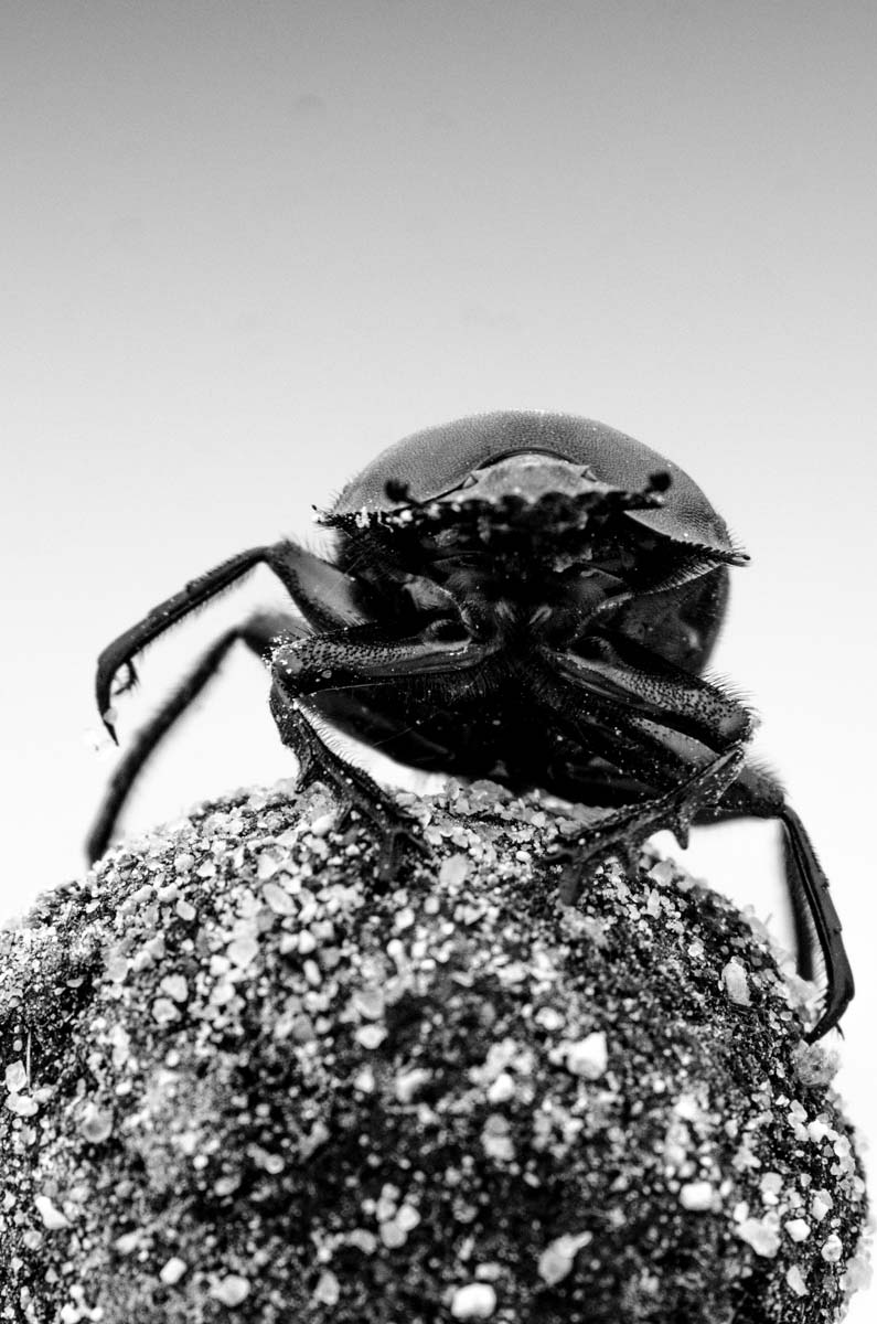 16Mike Laubscher Dung Beetle01 16Mike Laubscher Dung Beetle01