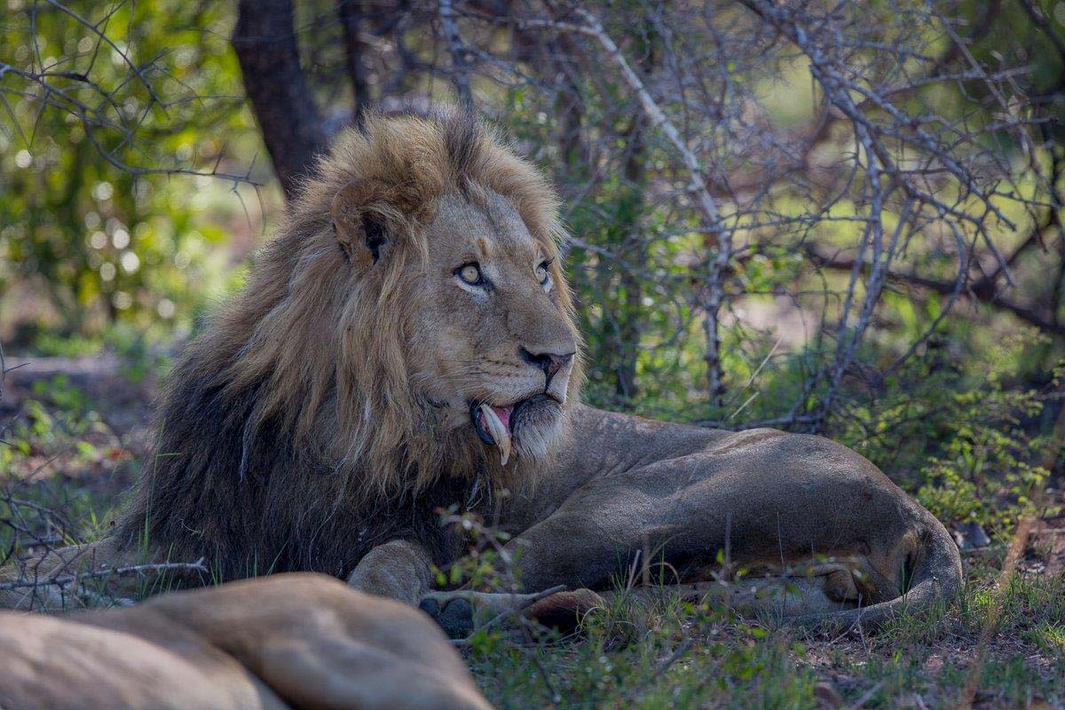 19Pravir Patel Lion03 021215