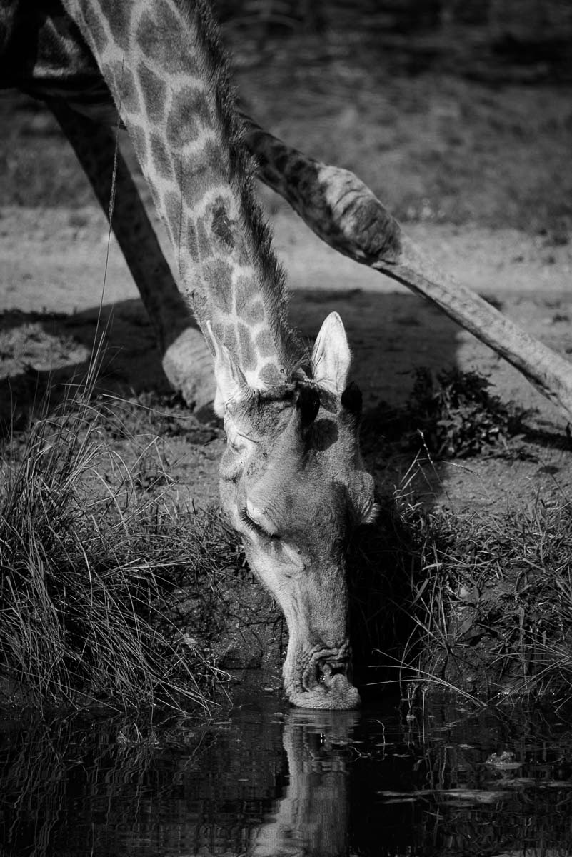 03Mike Palmer Giraffe 111215 03Mike Palmer Giraffe 111215