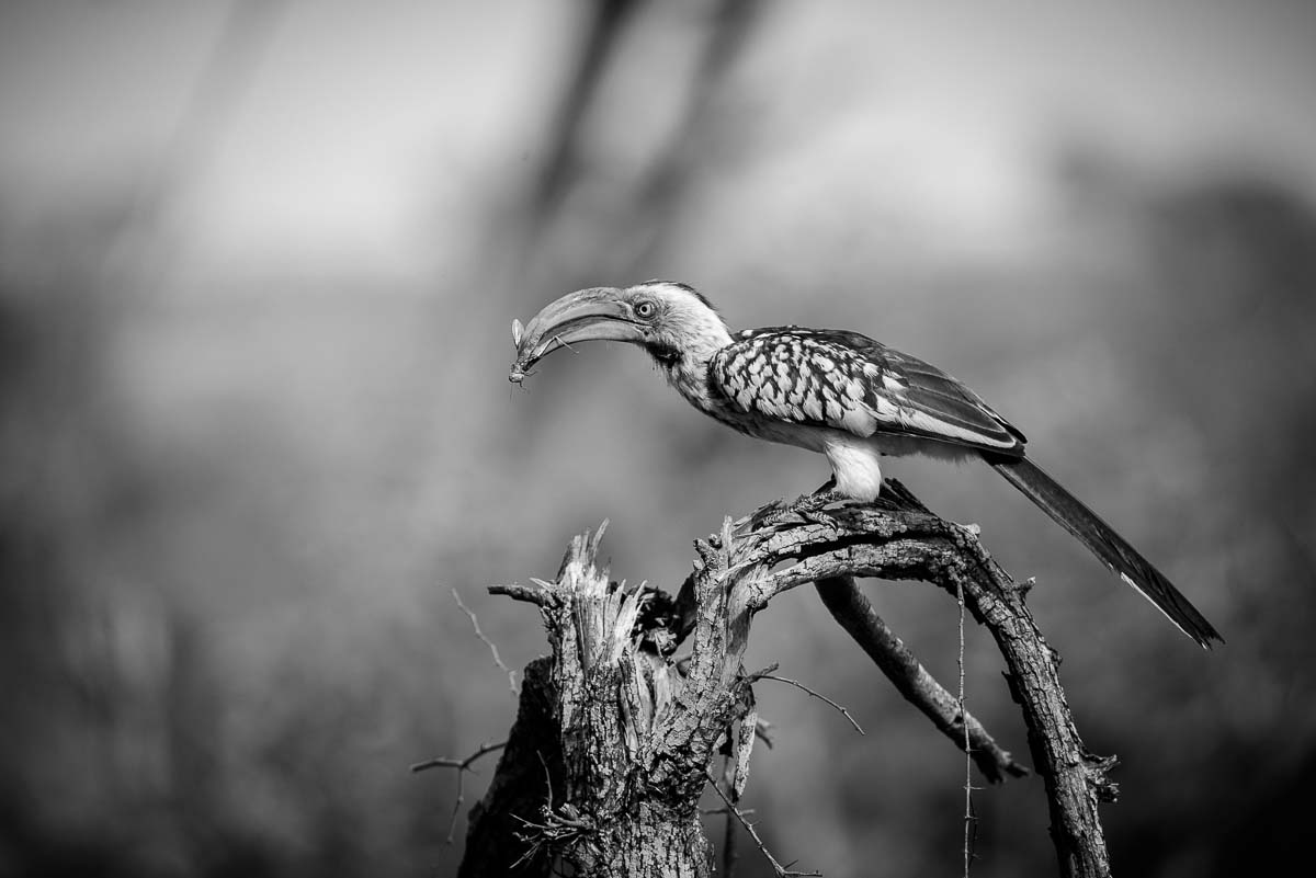 04Mike Palmer Hornbill 071215 04Mike Palmer Hornbill 071215