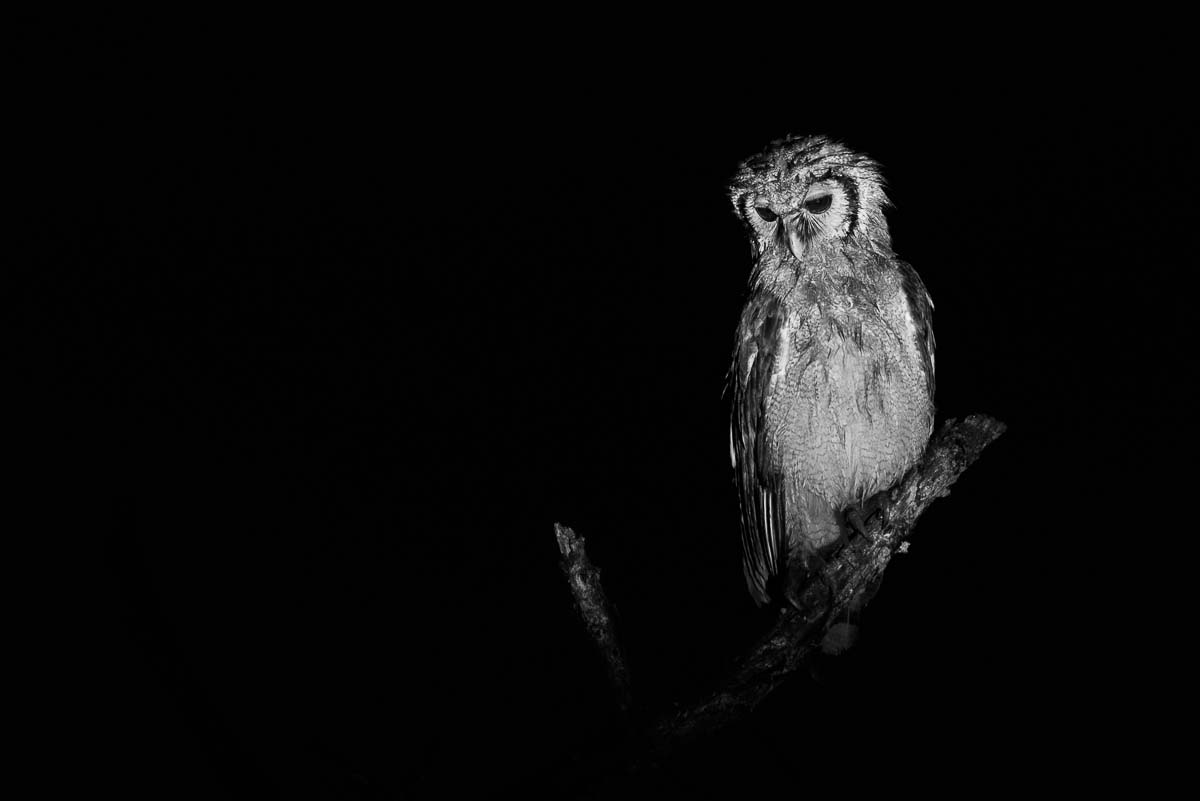 05Mike Palmer Owl 141115 05Mike Palmer Owl 141115