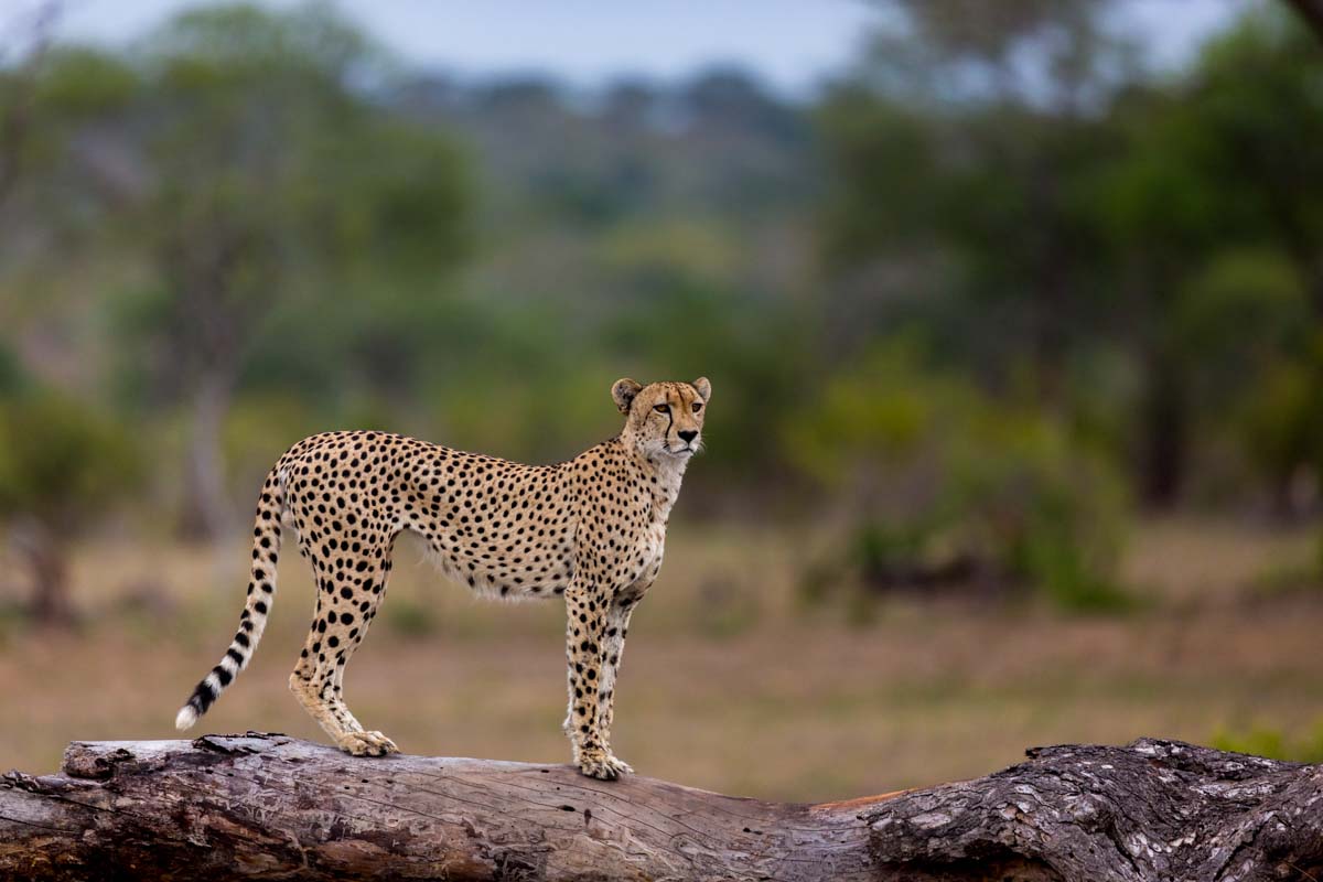 05Pravir Patel Cheetah01 130116 05Pravir Patel Cheetah01 130116