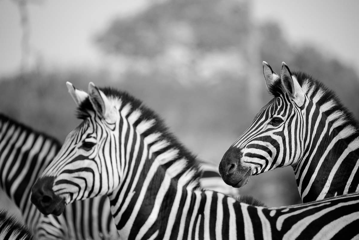 10Mike Palmer Zebra 071215 10Mike Palmer Zebra 071215