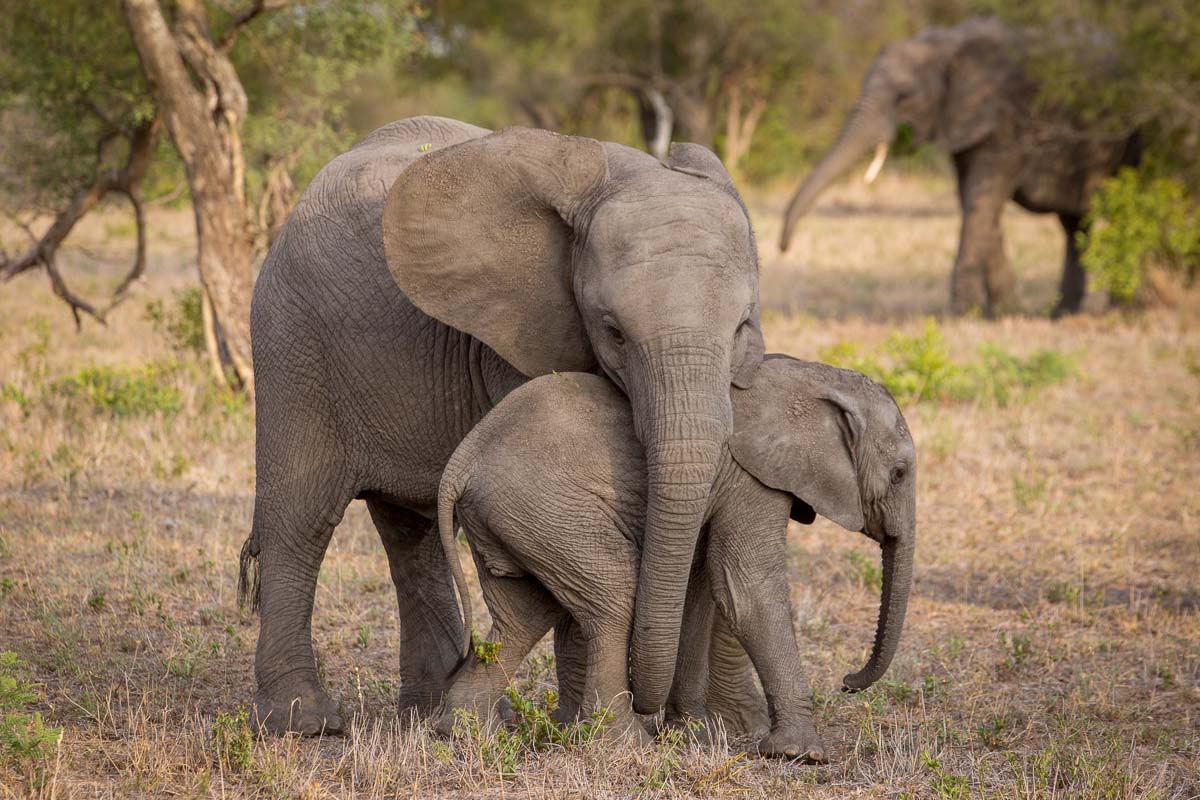 15Pravir Patel Elephant03