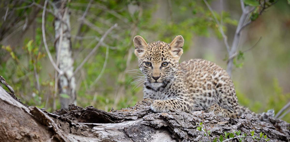 23Mike Palmer LBC Cubs 170116 4 23Mike Palmer LBC Cubs 170116 4