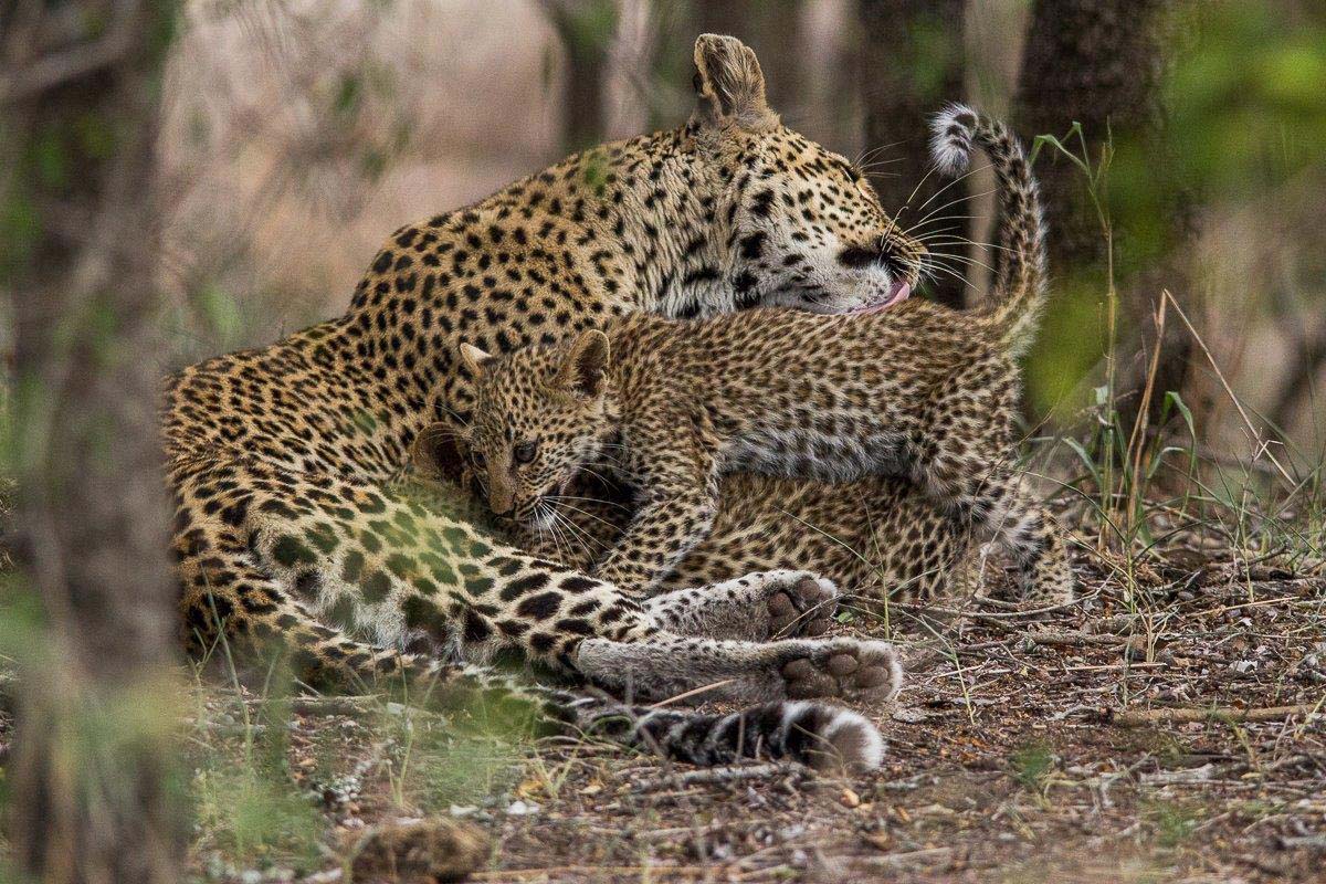 26Franscois Rosslee Ingwelbc