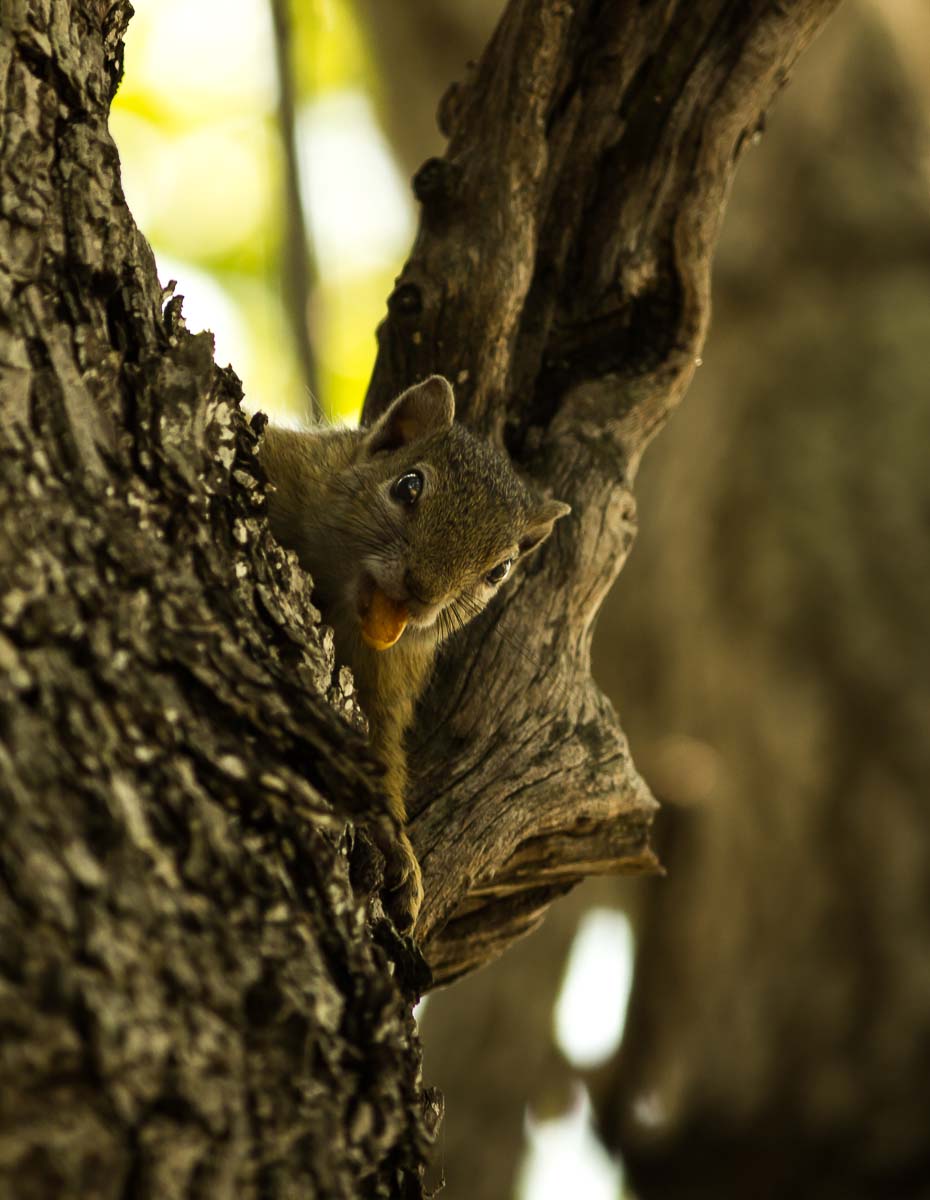 01Sheldon Hooper Squirrel 01Sheldon Hooper Squirrel