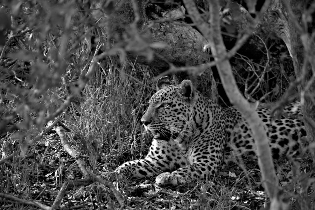 03Sheldon Hooper Leopard 03Sheldon Hooper Leopard