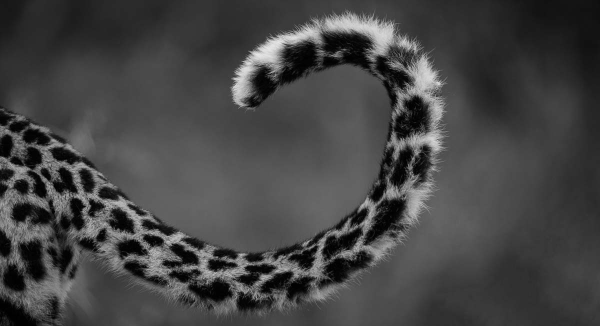 04Mike Palmer Nottins Tail 141215