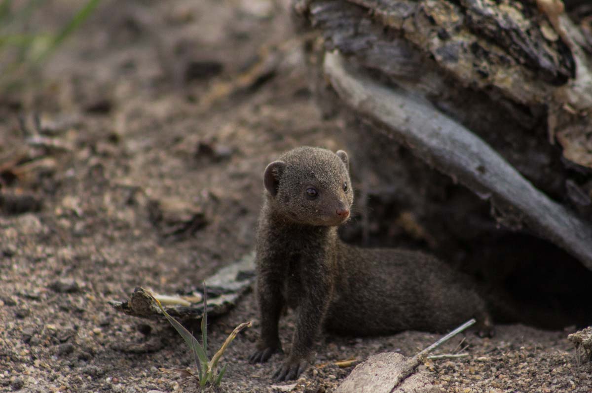 04Tayla McCurdy Dwarf Mongoose 1 04Tayla McCurdy Dwarf Mongoose 1