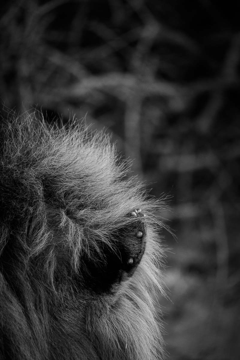 05Mike Palmer Lion Ear 191215 05Mike Palmer Lion Ear 191215