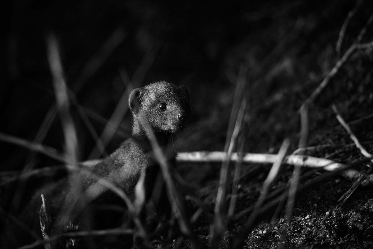 05Mike Palmer Mongoose 122315 05Mike Palmer Mongoose 122315
