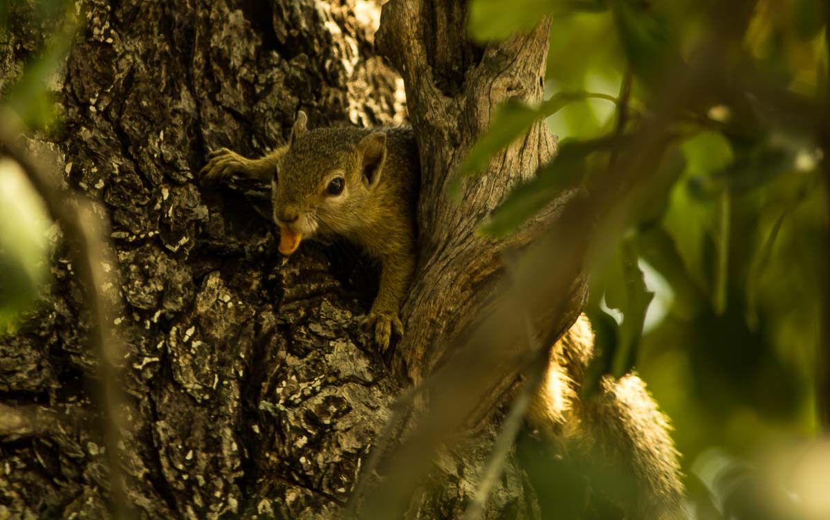 05Sheldon Hooper Squirrel 2 05Sheldon Hooper Squirrel 2