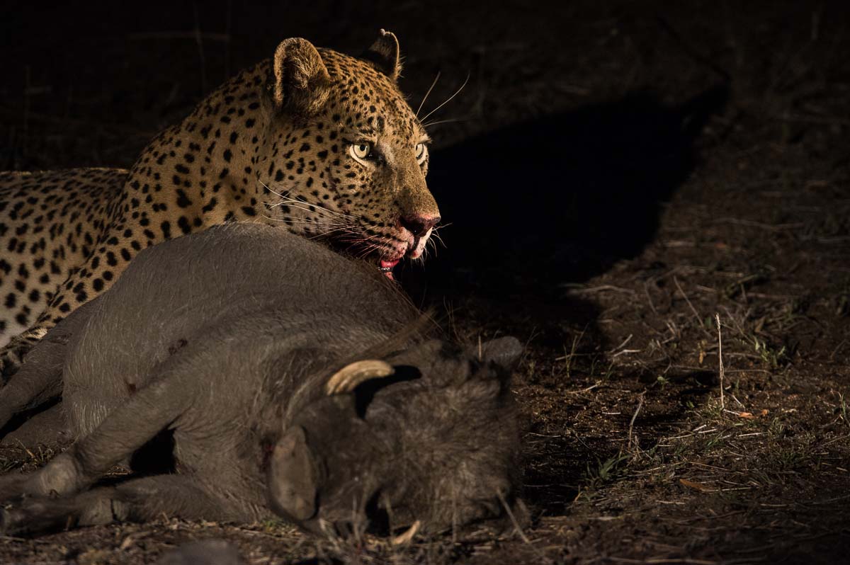 05Terry Ennever Highlights4